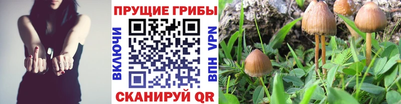 Псилоцибиновые грибы MAGIC MUSHROOMS  сколько стоит  Лахденпохья 